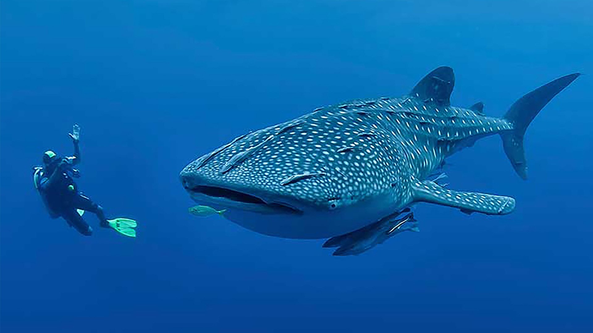 WatersportsWhaleShark_1920x1080px.jpg
