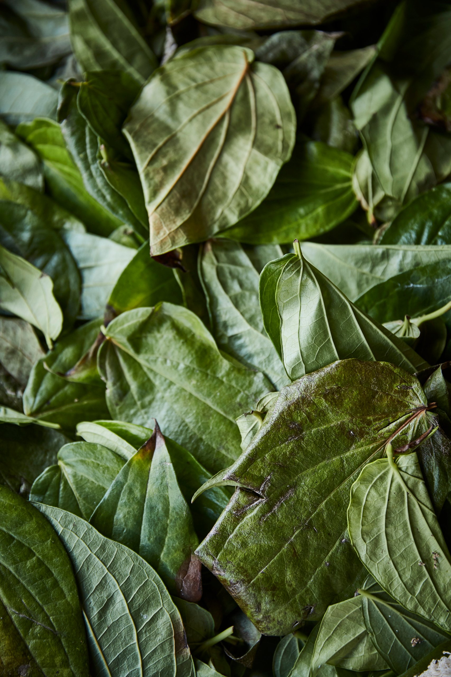 KIDPS1_Leaves_High Res_9713.jpg